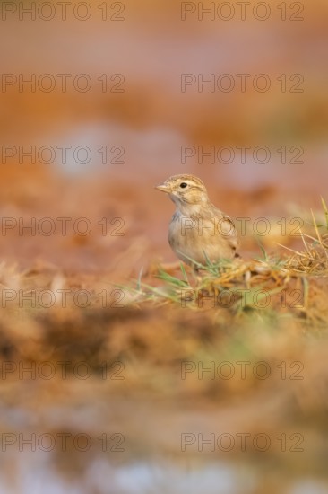 Greater short-toed lark (Calandrella brachydactyla) on a farmers field, Belchite, Aragon, Saragossa, Spain