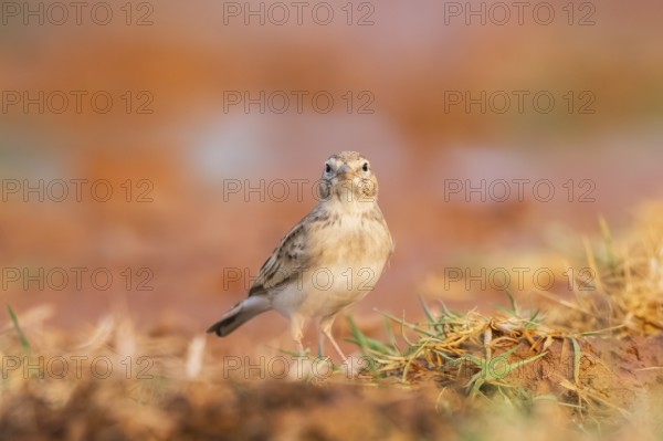 Greater short-toed lark (Calandrella brachydactyla) on a farmers field, Belchite, Aragon, Saragossa, Spain