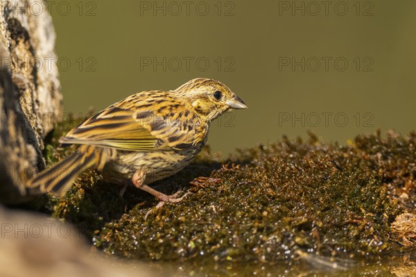 Yellowhammer (Emberiza citrinella) at a water pool, Pinos, Solsona, Catalonia, Spain