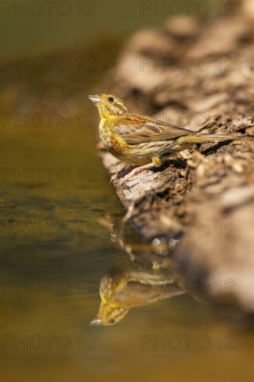 Yellowhammer (Emberiza citrinella) at a water pool, Pinos, Solsona, Catalonia, Spain