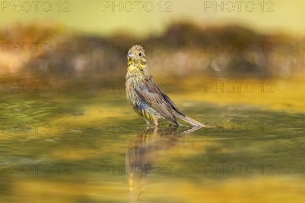 Yellowhammer (Emberiza citrinella) bathing in a water pool, Pinos, Solsona, Catalonia, Spain