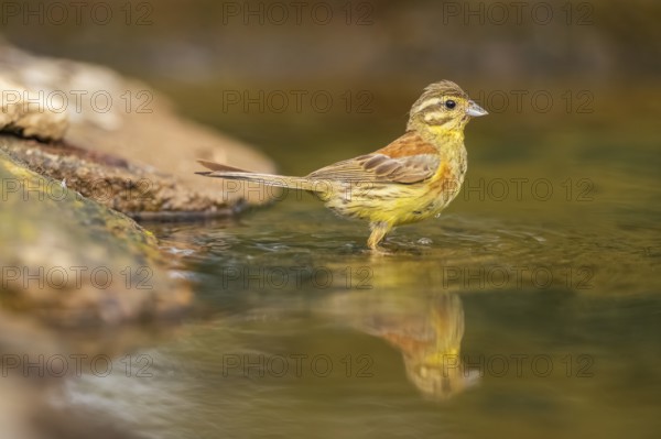 Yellowhammer (Emberiza citrinella) at a water pool, Pinos, Solsona, Catalonia, Spain