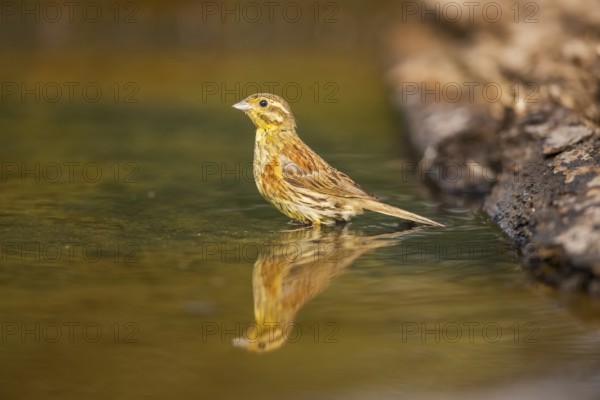 Yellowhammer (Emberiza citrinella) at a water pool, Pinos, Solsona, Catalonia, Spain