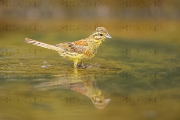 Yellowhammer (Emberiza citrinella) at a water pool, Pinos, Solsona, Catalonia, Spain