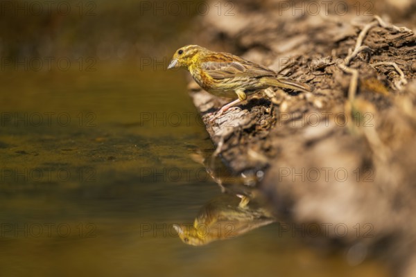 Yellowhammer (Emberiza citrinella) at a water pool, Pinos, Solsona, Catalonia, Spain