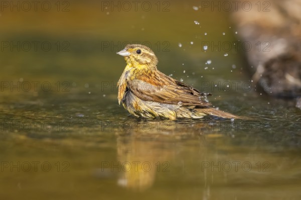 Yellowhammer (Emberiza citrinella) at a water pool, Pinos, Solsona, Catalonia, Spain