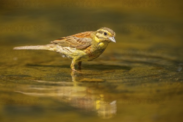Yellowhammer (Emberiza citrinella) at a water pool, Pinos, Solsona, Catalonia, Spain