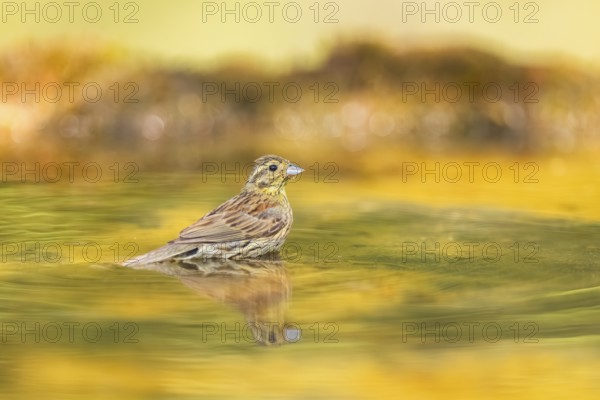 Yellowhammer (Emberiza citrinella) at a water pool, Pinos, Solsona, Catalonia, Spain