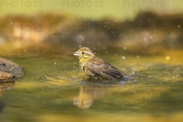 Yellowhammer (Emberiza citrinella) bathing in a water pool, Pinos, Solsona, Catalonia, Spain