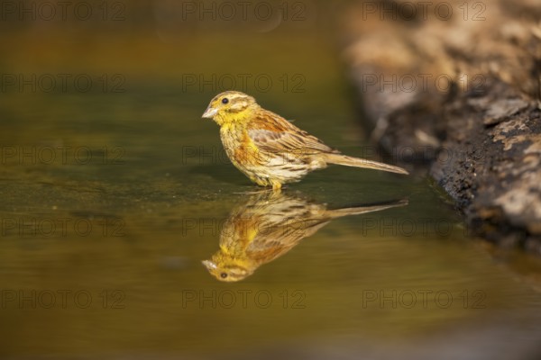 Yellowhammer (Emberiza citrinella) at a water pool, Pinos, Solsona, Catalonia, Spain
