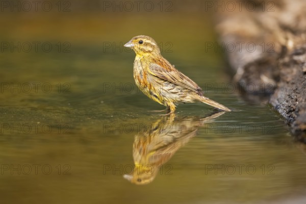 Yellowhammer (Emberiza citrinella) at a water pool, Pinos, Solsona, Catalonia, Spain