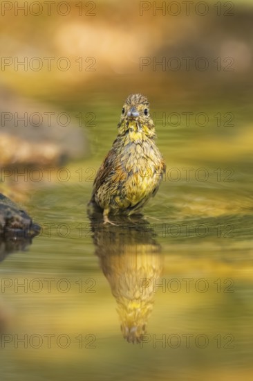 Yellowhammer (Emberiza citrinella) at a water pool, Pinos, Solsona, Catalonia, Spain