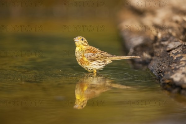 Yellowhammer (Emberiza citrinella) at a water pool, Pinos, Solsona, Catalonia, Spain