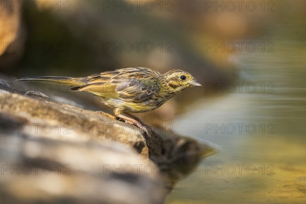 Yellowhammer (Emberiza citrinella) at a water pool, Pinos, Solsona, Catalonia, Spain