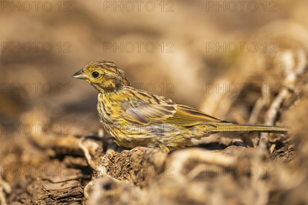 Yellowhammer (Emberiza citrinella) at a water pool, Pinos, Solsona, Catalonia, Spain