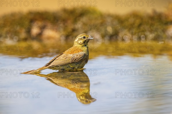 Yellowhammer (Emberiza citrinella) at a water pool, Pinos, Solsona, Catalonia, Spain