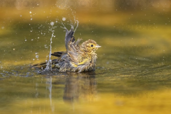 Yellowhammer (Emberiza citrinella) bathing in a water pool, Pinos, Solsona, Catalonia, Spain