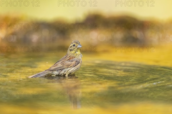 Yellowhammer (Emberiza citrinella) at a water pool, Pinos, Solsona, Catalonia, Spain