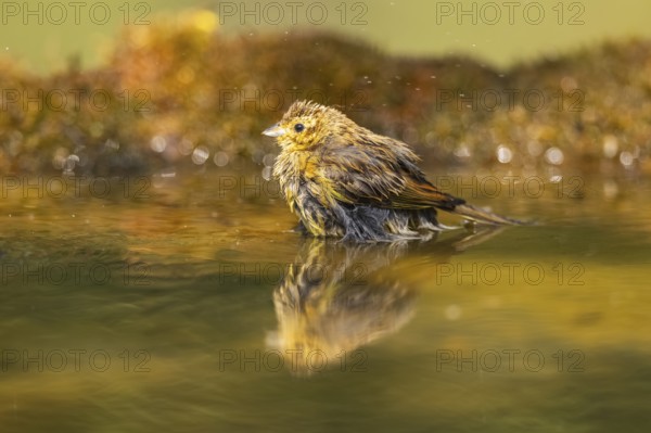 Yellowhammer (Emberiza citrinella) at a water pool, Pinos, Solsona, Catalonia, Spain