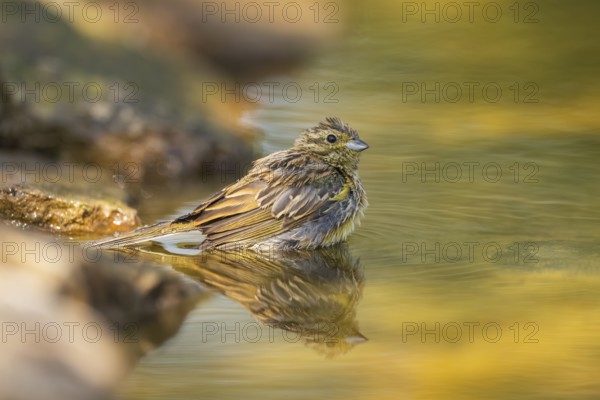 Yellowhammer (Emberiza citrinella) at a water pool, Pinos, Solsona, Catalonia, Spain