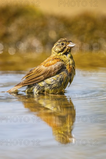 Yellowhammer (Emberiza citrinella) at a water pool, Pinos, Solsona, Catalonia, Spain