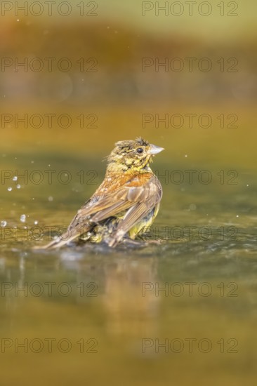Yellowhammer (Emberiza citrinella) bathing in a water pool, Pinos, Solsona, Catalonia, Spain
