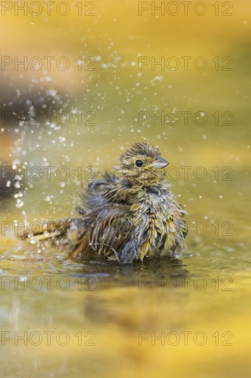 Yellowhammer (Emberiza citrinella) bathing in a water pool, Pinos, Solsona, Catalonia, Spain