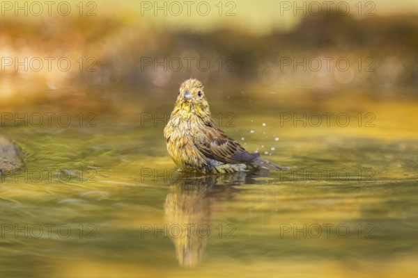 Yellowhammer (Emberiza citrinella) bathing in a water pool, Pinos, Solsona, Catalonia, Spain