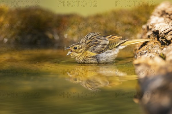 Yellowhammer (Emberiza citrinella) at a water pool, Pinos, Solsona, Catalonia, Spain
