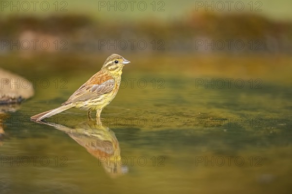 Yellowhammer (Emberiza citrinella) at a water pool, Pinos, Solsona, Catalonia, Spain