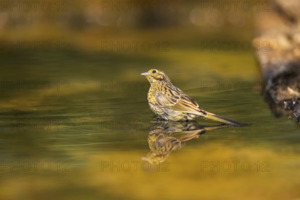 Yellowhammer (Emberiza citrinella) at a water pool, Pinos, Solsona, Catalonia, Spain