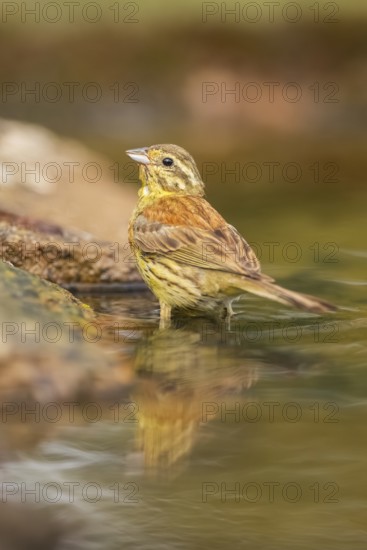 Yellowhammer (Emberiza citrinella) at a water pool, Pinos, Solsona, Catalonia, Spain