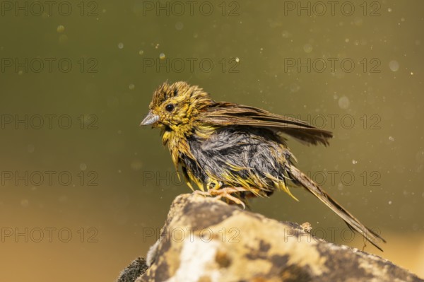 Yellowhammer (Emberiza citrinella) sitting on a rock at a water pool, Pinos, Solsona, Catalonia, Spain