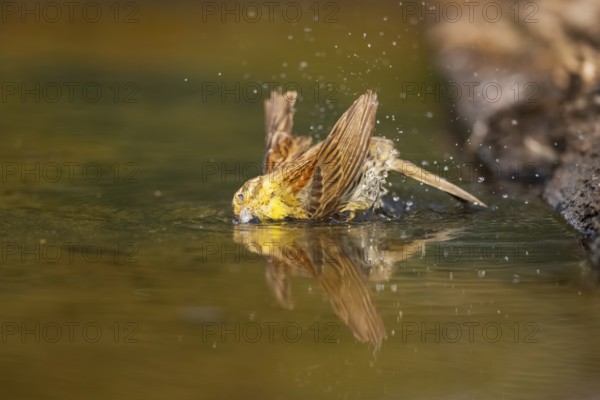 Yellowhammer (Emberiza citrinella) bathing in a water pool, Pinos, Solsona, Catalonia, Spain
