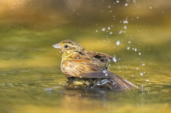 Yellowhammer (Emberiza citrinella) bathing in a water pool, Pinos, Solsona, Catalonia, Spain