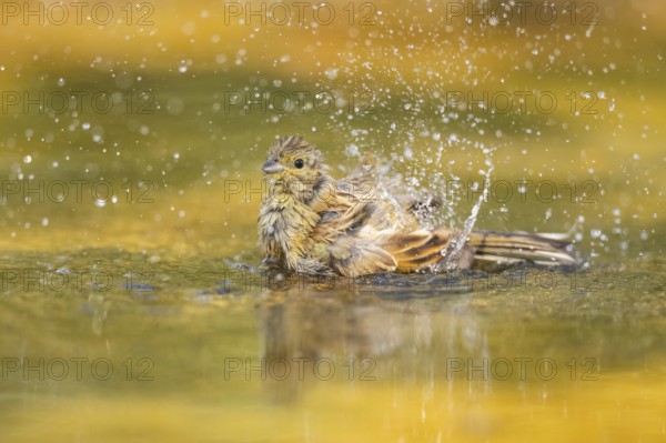 Yellowhammer (Emberiza citrinella) bathing in a water pool, Pinos, Solsona, Catalonia, Spain