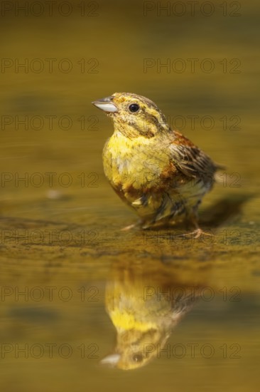 Yellowhammer (Emberiza citrinella) at a water pool, Pinos, Solsona, Catalonia, Spain
