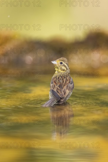 Yellowhammer (Emberiza citrinella) at a water pool, Pinos, Solsona, Catalonia, Spain
