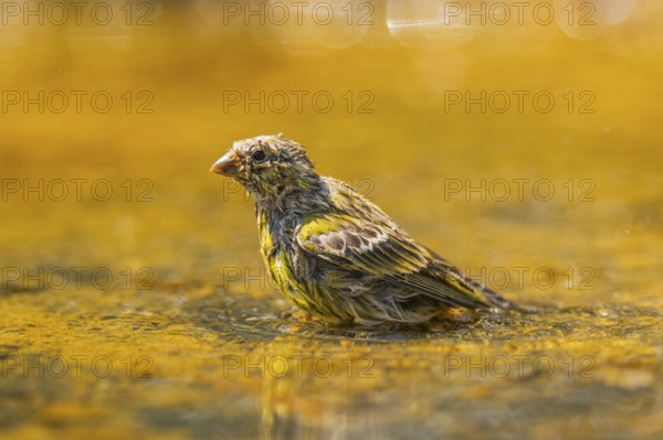 European serin (Serinus serinus) female bathing in a water pool, Pinos, Solsona, Catalonia, Spain