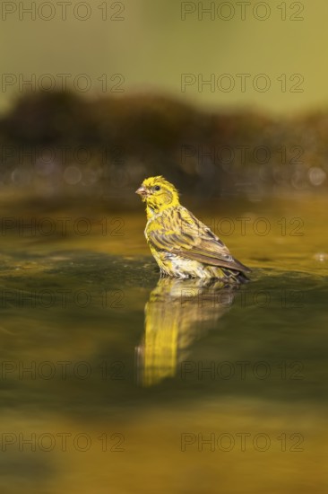 European serin (Serinus serinus) female bathing in a water pool, Pinos, Solsona, Catalonia, Spain