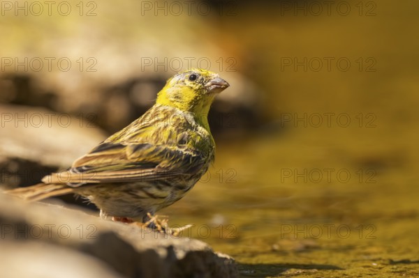 European serin (Serinus serinus) female at a water pool, Pinos, Solsona, Catalonia, Spain