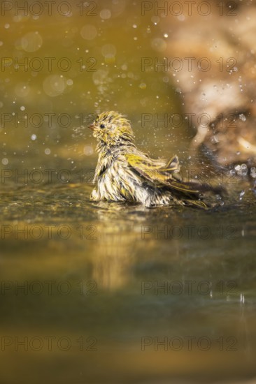European serin (Serinus serinus) female bathing in a water pool, Pinos, Solsona, Catalonia, Spain