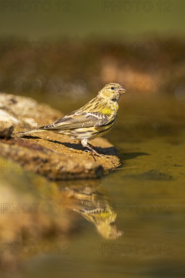 European serin (Serinus serinus) female at a water pool, Pinos, Solsona, Catalonia, Spain