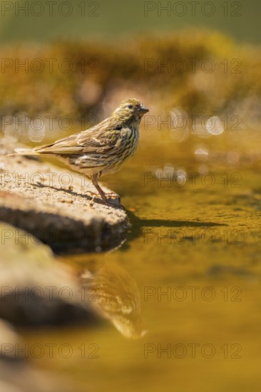 European serin (Serinus serinus) female at a water pool, Pinos, Solsona, Catalonia, Spain