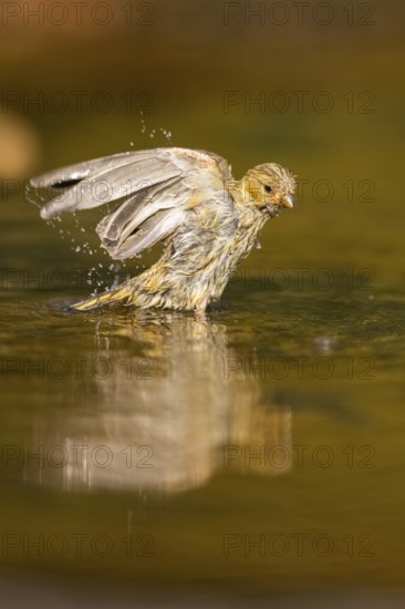 European serin (Serinus serinus) female bathing in a water pool, Pinos, Solsona, Catalonia, Spain