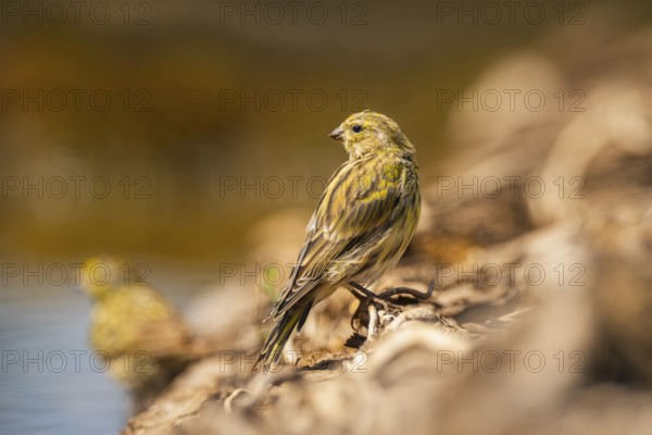 European serin (Serinus serinus) female at a water pool, Pinos, Solsona, Catalonia, Spain