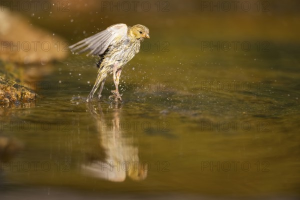 European serin (Serinus serinus) female bathing in a water pool, Pinos, Solsona, Catalonia, Spain