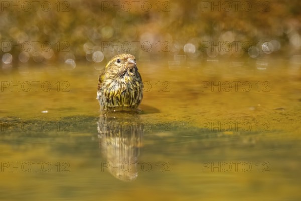 European serin (Serinus serinus) female bathing in a water pool, Pinos, Solsona, Catalonia, Spain