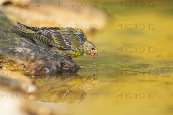 European serin (Serinus serinus) female at a water pool, Pinos, Solsona, Catalonia, Spain