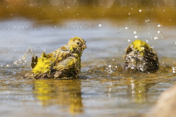 European serin (Serinus serinus) female bathing in a water pool, Pinos, Solsona, Catalonia, Spain